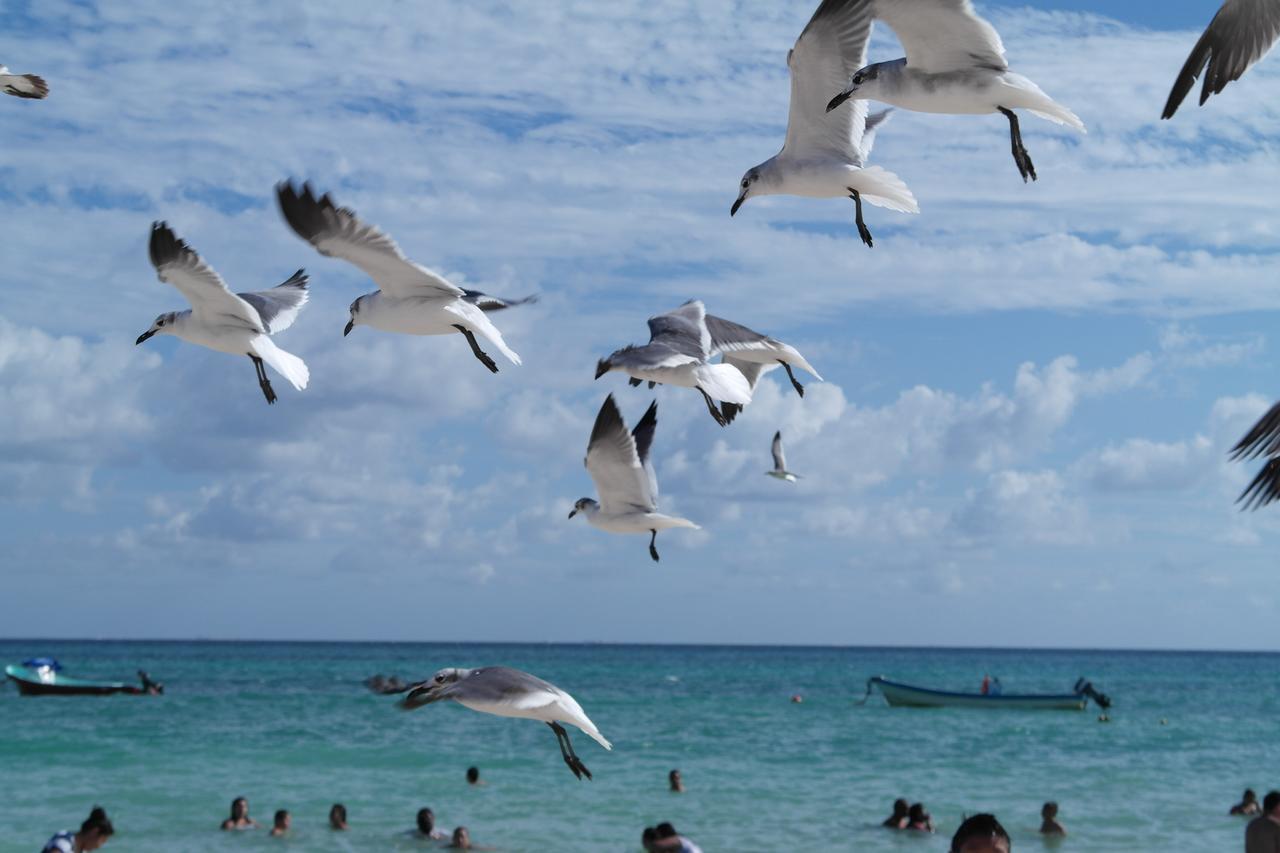 Casa Tucan Hotel Playa del Carmen Exteriér fotografie